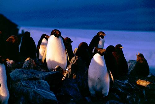 penguin parade